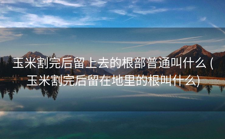 玉米割完后留上去的根部普通叫什么 (玉米割完后留在地里的根叫什么)