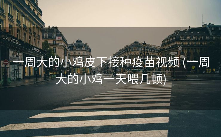 一周大的小鸡皮下接种疫苗视频 (一周大的小鸡一天喂几顿)