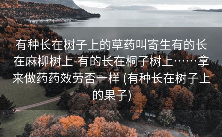 有种长在树子上的草药叫寄生有的长在麻柳树上-有的长在桐子树上……拿来做药药效劳否一样 (有种长在树子上的果子)