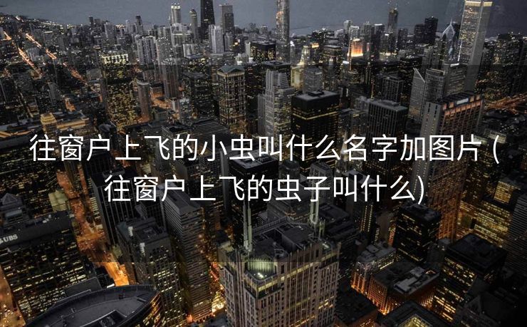 往窗户上飞的小虫叫什么名字加图片 (往窗户上飞的虫子叫什么)